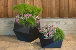 Pink Chablis® Dead Nettle -Garden Plant Store Pink Chablis Dead Nettle Planter Plant Combo 41319.1551416727