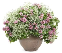 Pink Chablis® Dead Nettle -Garden Plant Store Pink Chablis Dead Nettle in Combo Planter 66678.1551416727