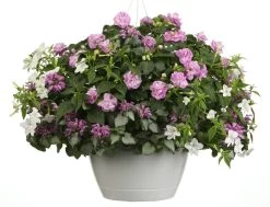 Pink Chablis® Dead Nettle -Garden Plant Store Pink Chablis Dead Nettle in Hanging Planter 88906.1551416727