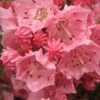 Pink Charm Mountain Laurel -Garden Plant Store Pink Charm Mountain Laurel 96609.1684528516