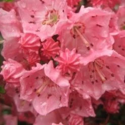 Pink Charm Mountain Laurel