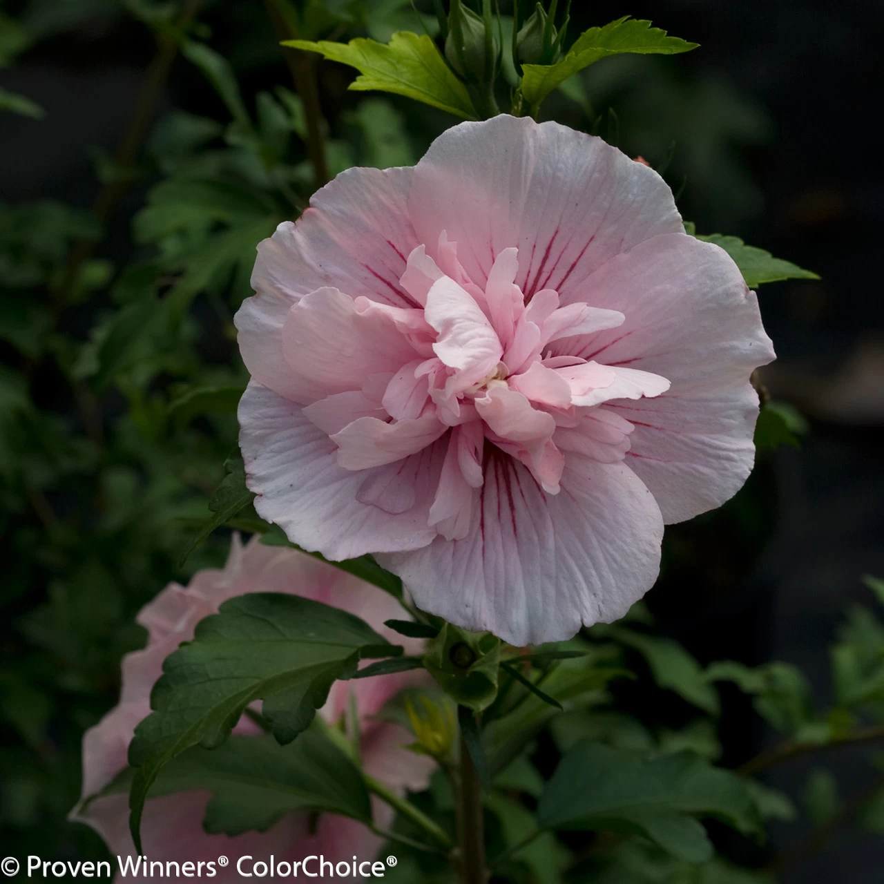 Pink Chiffon® Rose Of Sharon 4 Pink Chiffon® Rose Of Sharon - Image 2