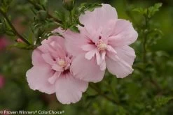 Pink Chiffon® Rose Of Sharon 8 Pink Chiffon® Rose Of Sharon -Garden Plant Store Pink Chiffon Rose of Sharon Flower Cluster 79168.1632496904