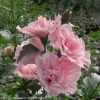 Pink Chiffon® Rose Of Sharon
