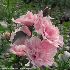 Pink Chiffon® Rose Of Sharon
