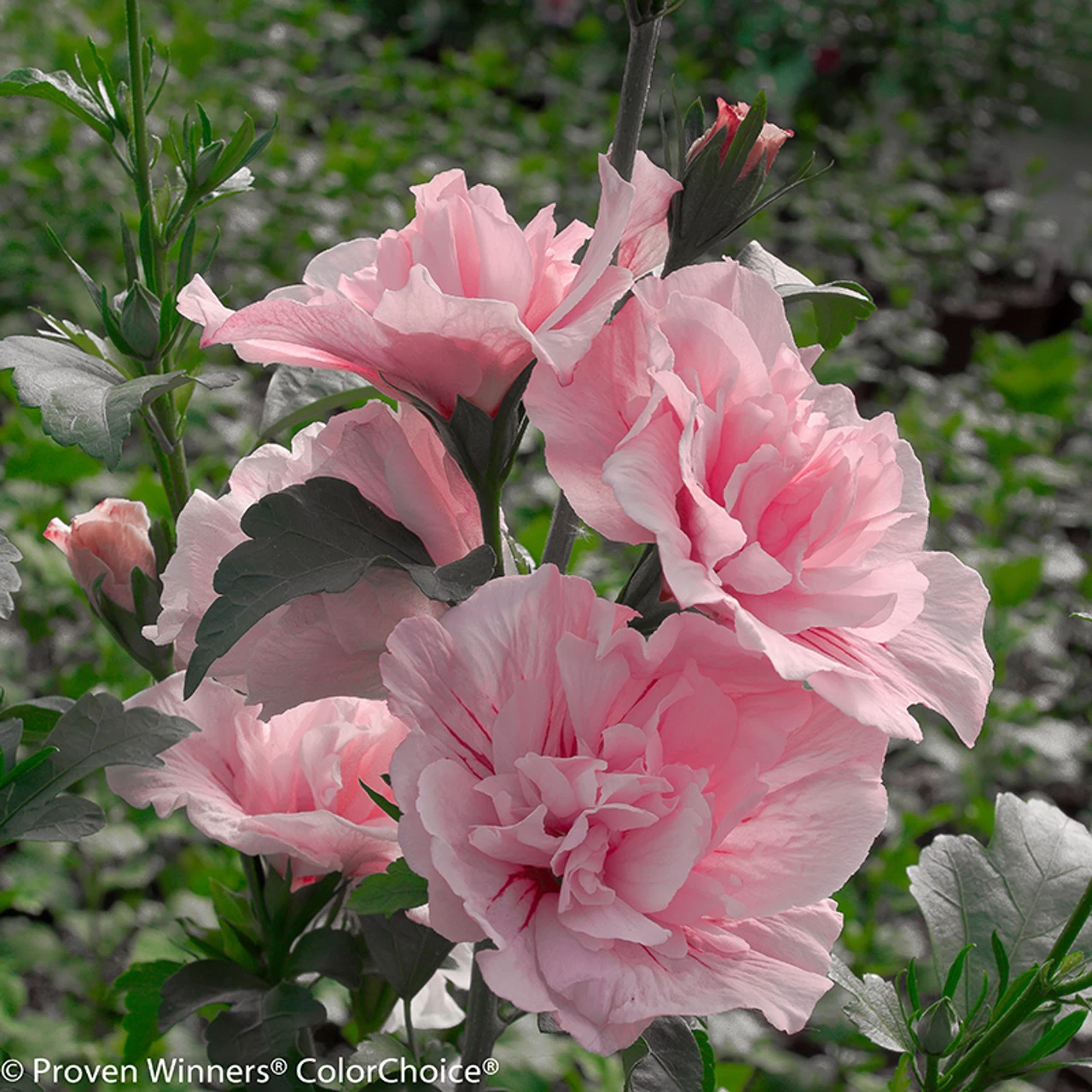 Pink Chiffon® Rose Of Sharon 3 Pink Chiffon® Rose Of Sharon