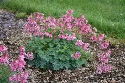 Pink Diamonds Bleeding Heart -Garden Plant Store Pink Diamonds Bleeding Heart Blooming in the Garden 29133.1612542836