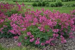 Pink Diamonds Bleeding Heart -Garden Plant Store Pink Diamonds Bleeding Heart Garden Border Landscaping 98112.1612542844