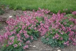 Pink Diamonds Bleeding Heart -Garden Plant Store Pink Diamonds Bleeding Heart Plants Mass Planted 45097.1612542841