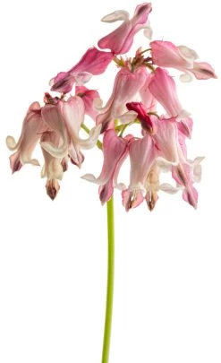 Pink Diamonds Bleeding Heart -Garden Plant Store Pink Diamonds Bleeding Heart Stem With Flowers 40627.1612542847