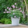 Pink Diamonds Bleeding Heart -Garden Plant Store Pink Diamonds Bleeding Heart in Garden Planter 75195.1612542831