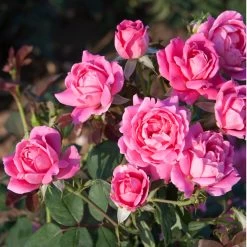 Pink Double Knock Out Rose