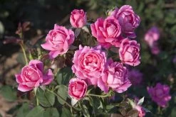 Pink Double Knock Out Rose 10 Pink Double Knock Out Rose -Garden Plant Store Pink Double Knock Out Rose Blooms 78845.1554349914