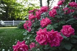 Pink Double Knock Out Rose 9 Pink Double Knock Out Rose -Garden Plant Store Pink Double Knock Out Rose Shrub 51447.1499390525