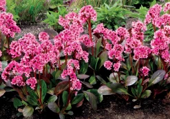 Pink Dragonfly Bergenia -Garden Plant Store Pink Dragonfly Bergenia Growing in the Landscaping 95058.1660836844