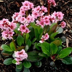 Pink Dragonfly Bergenia