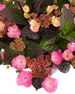 Pink Dynamo™ Mountain Hydrangea -Garden Plant Store Pink Dynamo Mountain Hydrangea Close Up 49314.1684878693
