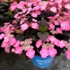 Pink Dynamo™ Mountain Hydrangea -Garden Plant Store Pink Dynamo Mountain Hydrangea in Bloomin Easy Pot 42477.1684878693