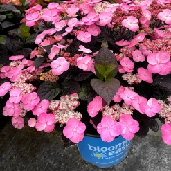 Pink Dynamo™ Mountain Hydrangea