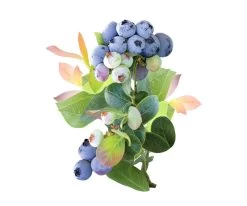 Pink Icing® Blueberry -Garden Plant Store Pink Icing Blueberries and Foliage 78766.1682432650