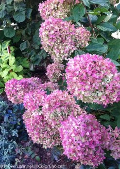 Little Lime® Hydrangea Tree -Garden Plant Store Pink Little Lime Hydrangea Flowers Late in the Season 89566.1692983677