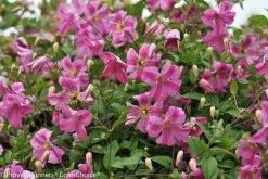 Pink Mink® Clematis Vine -Garden Plant Store Pink Mink Clematis Vine Blooming 1 07079.1551416727