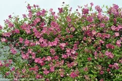 Pink Mink® Clematis Vine -Garden Plant Store Pink Mink Clematis Vine Blooming Pink 09141.1551416727