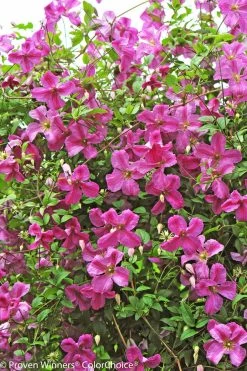 Pink Mink® Clematis Vine -Garden Plant Store Pink Mink Clematis Vine Blooming 46387.1551416727