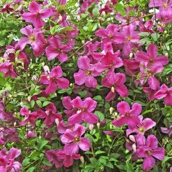 Pink Mink® Clematis Vine