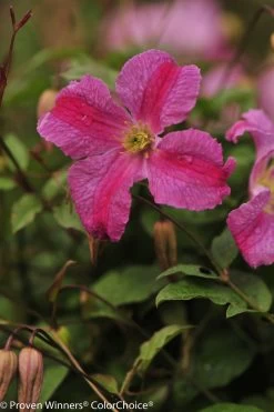 Pink Mink® Clematis Vine -Garden Plant Store Pink Mink Clematis Vine Pink Flower Up Close 87867.1551416727