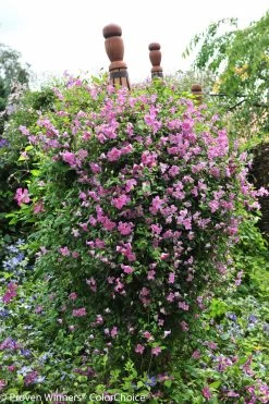 Pink Mink® Clematis Vine -Garden Plant Store Pink Mink Clematis Vine in Landscape 51818.1551416727