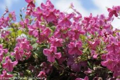Pink Mink® Clematis Vine -Garden Plant Store Pink Mink Clematis Vine with Pink Blooms 68333.1551416727
