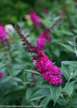 Miss Molly Butterfly Bush -Garden Plant Store Pink Miss Molly Butterfly Bush Flower 85603.1523143329
