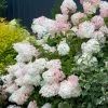 Phantom Hydrangea -Garden Plant Store Pink Phantom Hydrangea Flowers 41919.1579314418