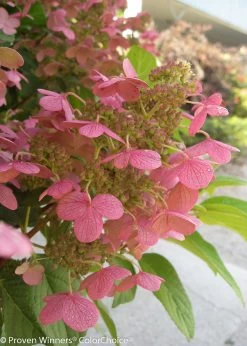 Quick Fire® Hydrangea -Garden Plant Store Pink Quick Fire Hydrangea Flower Close Up 30831.1518386037