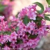 Sonic Bloom® Pink Weigela 2 Sonic Bloom® Pink Weigela -Garden Plant Store Pink Sonic Bloom Pink Weigela Flowers and Green Leaves 16846.1523225786