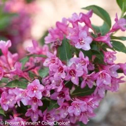 Sonic Bloom® Pink Weigela