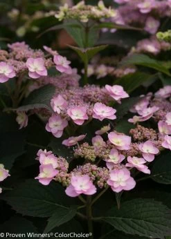 Tiny Tuff Stuff® Hydrangea -Garden Plant Store Pink Tiny Tuff Stuff Hydrangea Flowers 39385.1518384504