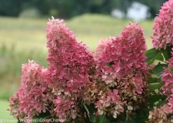 Zinfin Doll® Hydrangea -Garden Plant Store Pink Zinfin Doll Hydrangea Paniculata Flowers 81350.1518387137