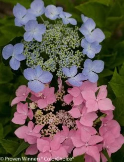 Let's Dance® Starlight Hydrangea -Garden Plant Store Pink and Blue Lets Dance Starlight Hydrangea Flowers 57362.1517774881