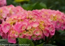 Let's Dance® Big Easy® Hydrangea -Garden Plant Store Pink and Green Lets Dance Big Easy Hydrangea Flowers 98382.1517773004