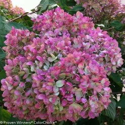 Little Lime® Hydrangea -Garden Plant Store Pink and Green Little Lime Hydrangea Flower 02530.1518580419