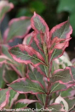 My Monet® Weigela -Garden Plant Store Pink and Green My Monet Weigela Leaves 71775.1523225100