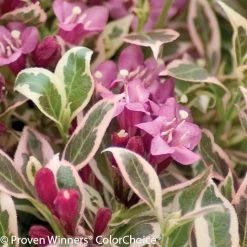 My Monet® Weigela