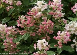 Quick Fire® Hydrangea -Garden Plant Store Pink and White Blooms on Quick Fire Hydrangea 83561.1518386060