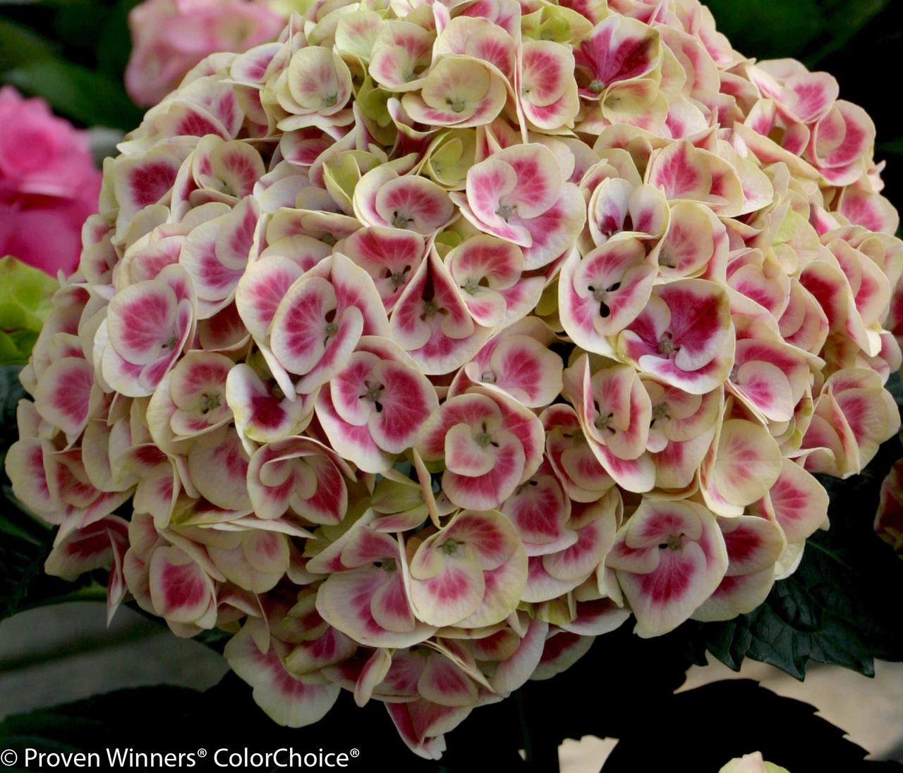 Cityline® Mars Hydrangea 4 Cityline® Mars Hydrangea - Image 2