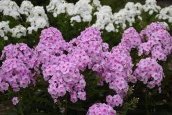 Luminary Opalescence Phlox 13 Luminary Opalescence Phlox -Garden Plant Store Pink and White Flowered Luminary Opalescence Phlox Plants 75468.1612196469