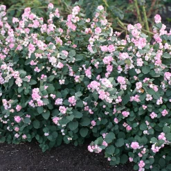 Pinky Promise™ Snowberry