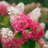 Pinky Winky Prime™ Hydrangea -Garden Plant Store Pinky Winky Prime Hydrangea Flower Close Up 80153.1675158298