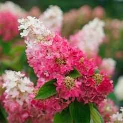 Pinky Winky Prime™ Hydrangea